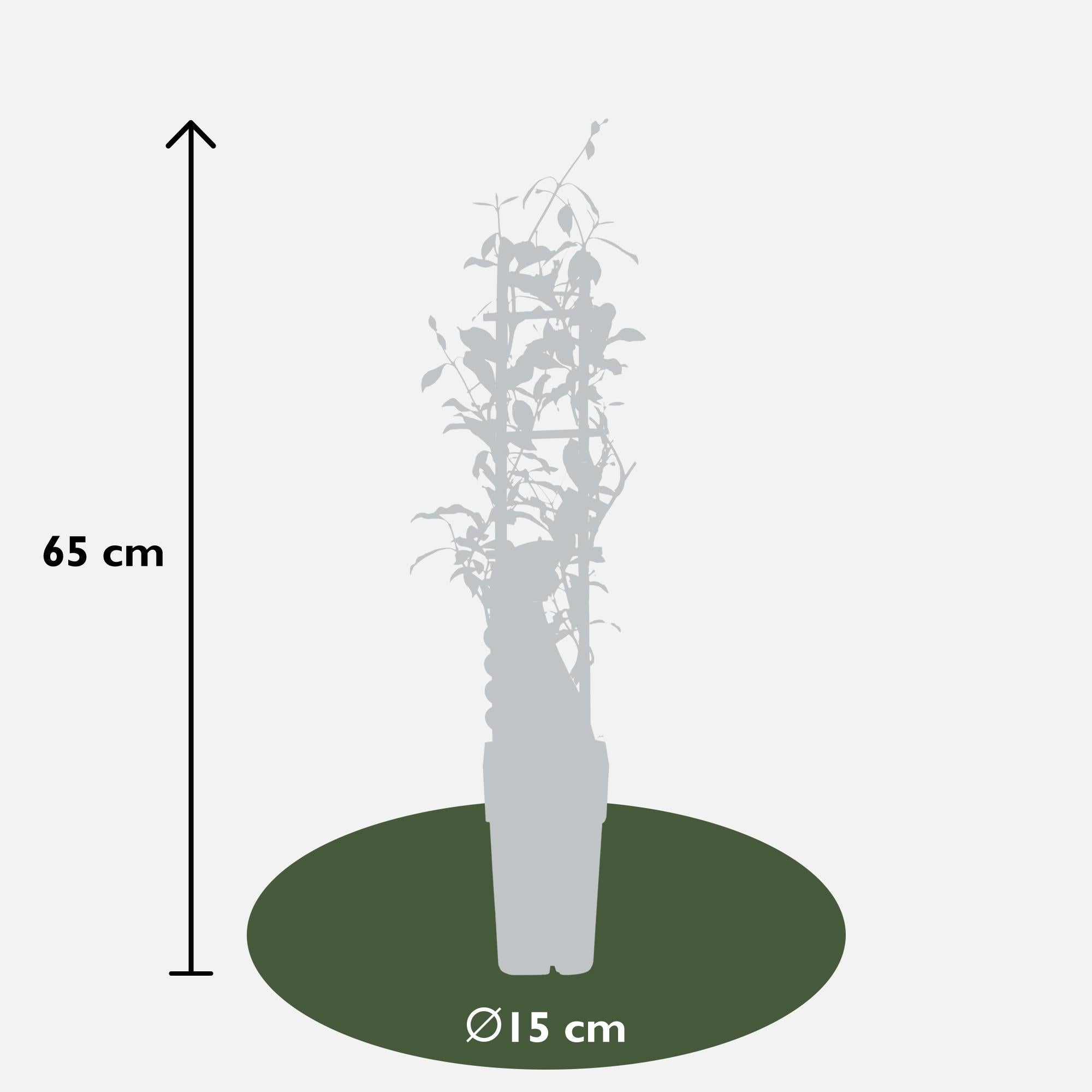2x - Trachelospermum 'Star of Ibiza' - ↨65cm - Ø15