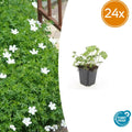 24x Geranium sang. 'Album' - ↕10-25cm - Ø9cm