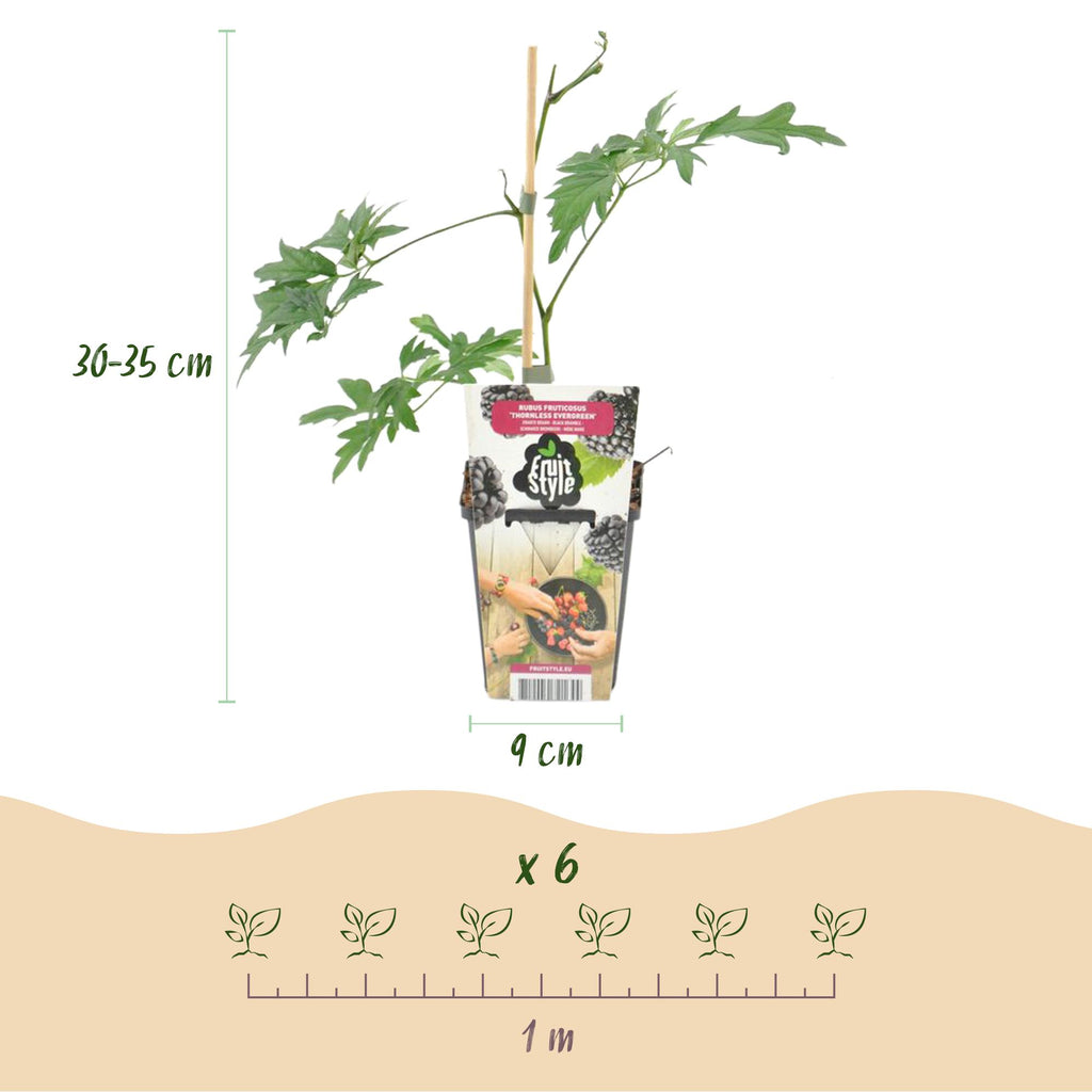 Green boutiQ - Fruitplanten - Groenblijvende Braam - Rubus Thornless Evergreen - Winterhard - 6 Planten - Pot 9 cm - Zwarte Braam