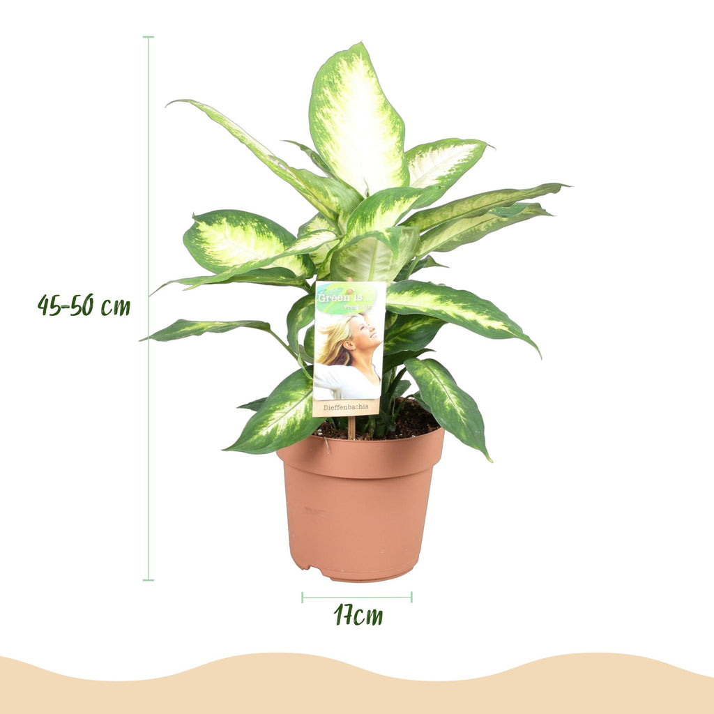 Green BoutiQ - Green is... Kamerplanten - Diefenbachia Camilla - Dieffenbachia - Weinig onderhoud - Groen - 2 Planten - Pot 17cm - Hoogte 45-50cm