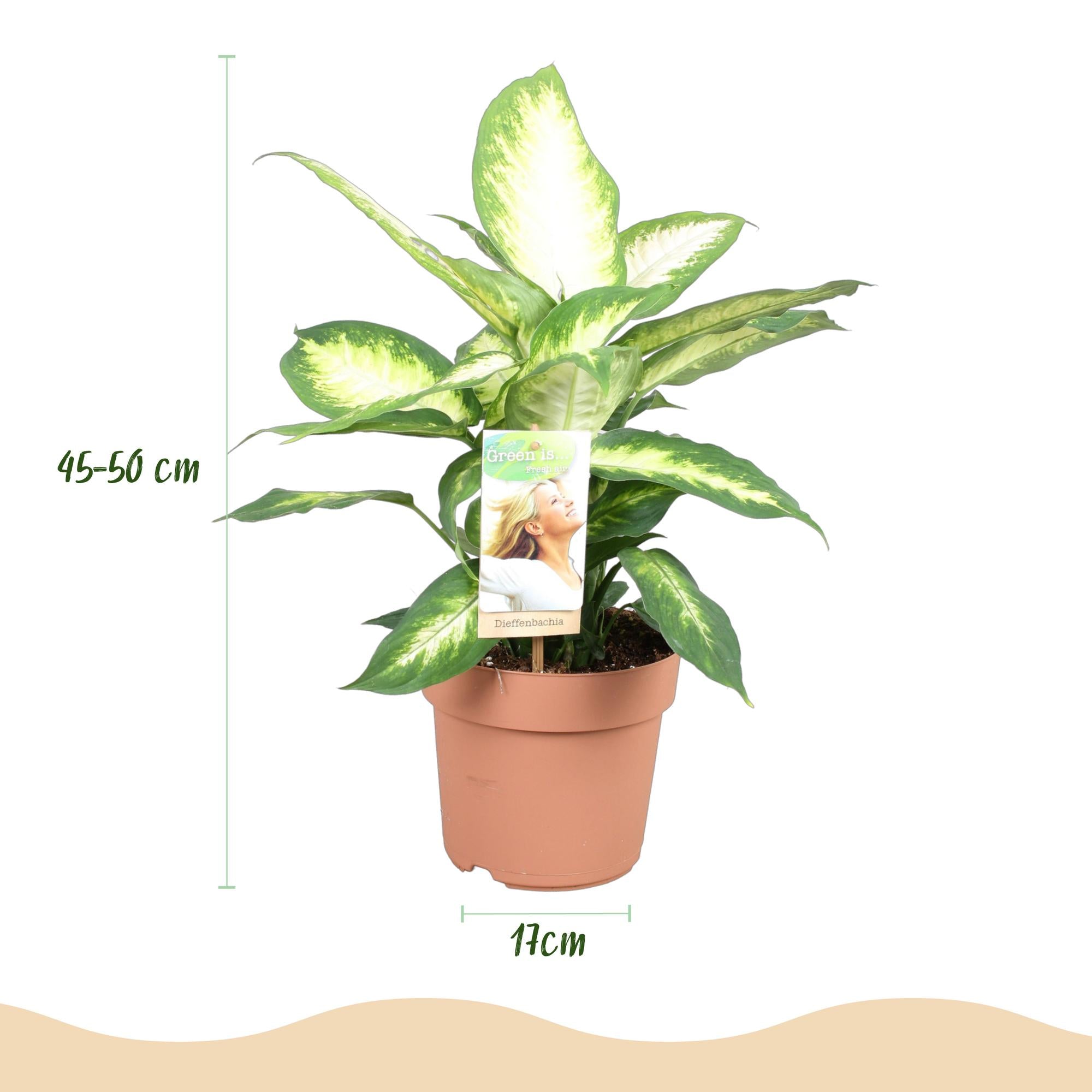 Green BoutiQ - Green is... Kamerplanten - Diefenbachia Camilla - Dieffenbachia - Weinig onderhoud - Groen - 2 Planten - Pot 17cm - Hoogte 45-50cm