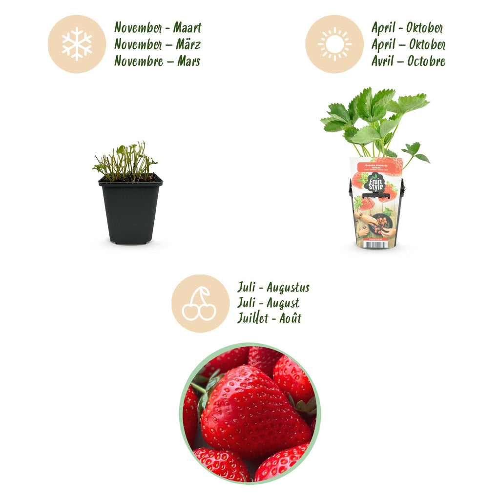 Green boutiQ - Fruitplanten - Aardbei - Fragaria Elsanta - Winterhard - 6 Planten - Pot 9 cm - Rode Aardbei