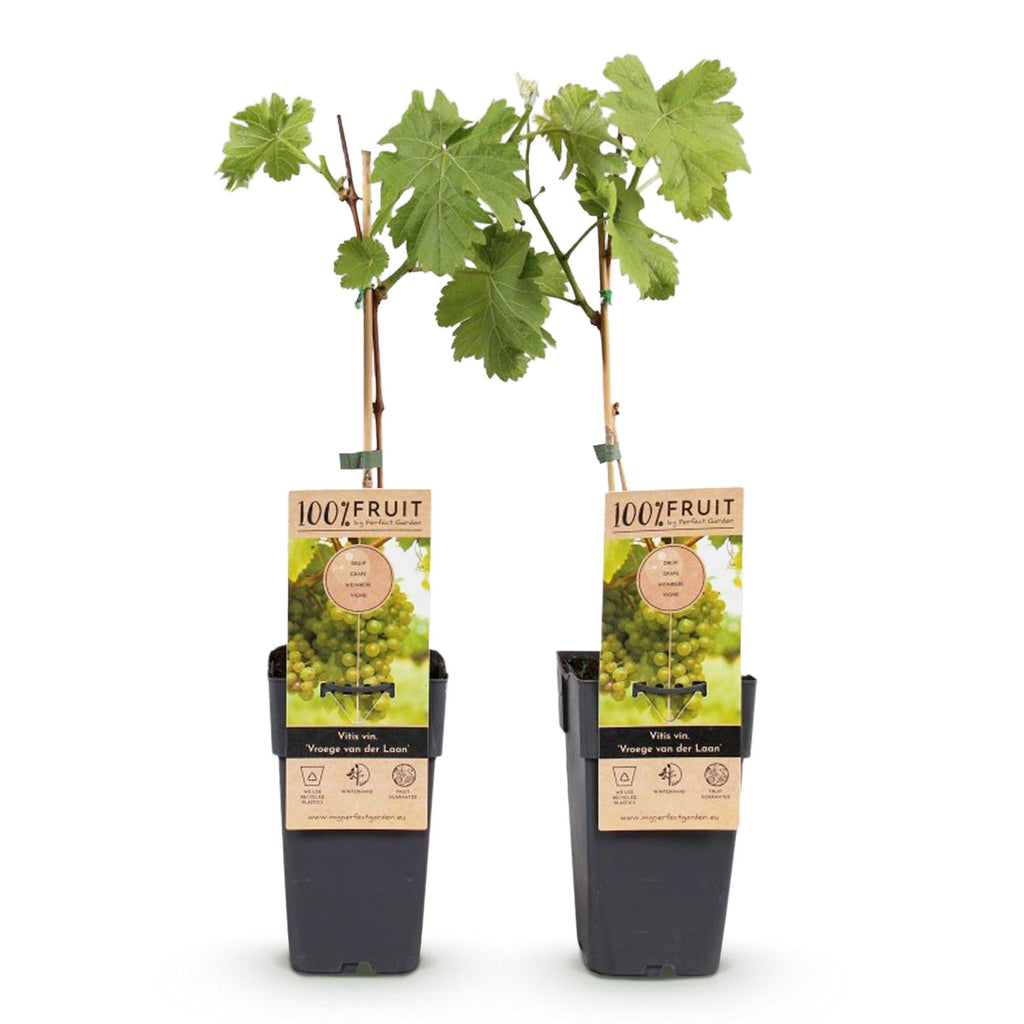 Green boutiQ - Fruitplant - Witte Druif - Vitis vinifera Vroege van der Laan - 2 planten - Pot 15cm Hoogte 50cm