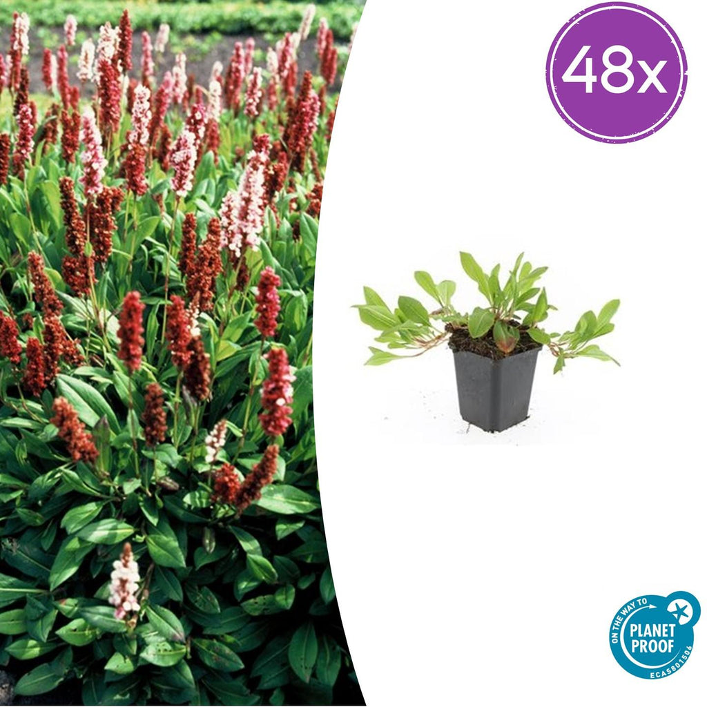 48x Persicaria aff. 'Darjeeling Red' - ↕10-25cm - Ø9cm