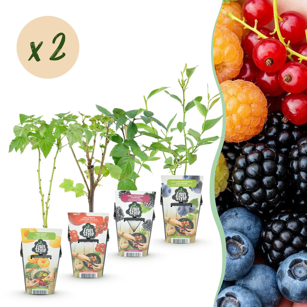Green boutiQ - Fruitplanten - Rainbow - Rode Bes - Gele Framboos - Zwarte Braam - Blauwe Bes - Winterhard - 8 Planten - Pot  9cm