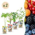 Green boutiQ - Fruitplanten - Rainbow - Rode Bes - Gele Framboos - Zwarte Braam - Blauwe Bes - Winterhard - 8 Planten - Pot  9cm