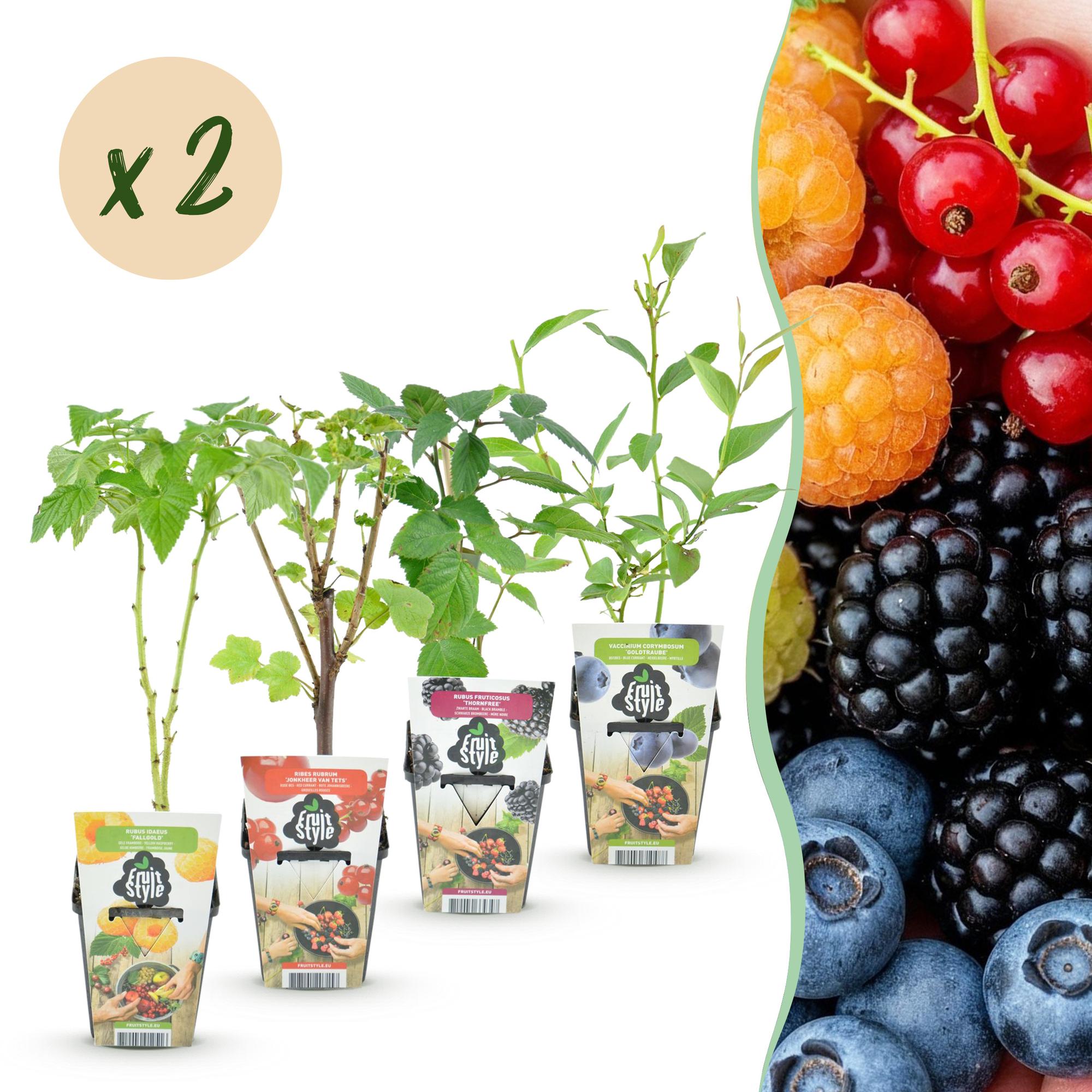 Green boutiQ - Fruitplanten - Rainbow - Rode Bes - Gele Framboos - Zwarte Braam - Blauwe Bes - Winterhard - 8 Planten - Pot  9cm