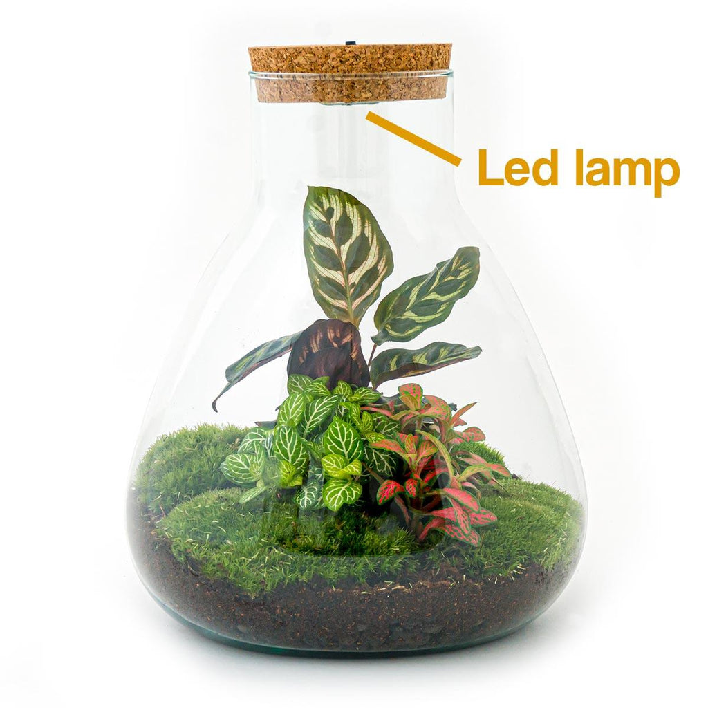 DIY Planten terrarium met licht - Sam Calathea - Ø 24,5 cm ↑ 30 cm - Rake + Shovel + Tweezer + Scissors