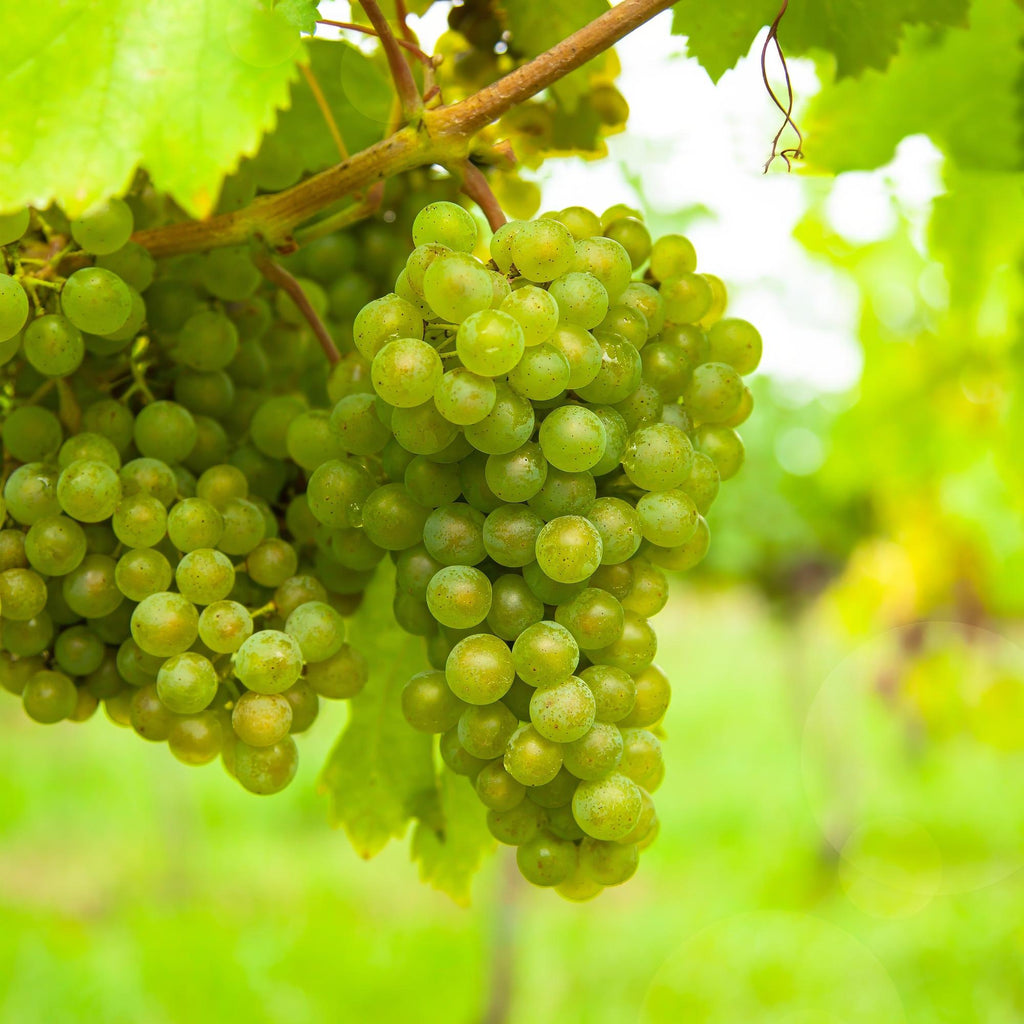 Green boutiQ - Fruitplant - Witte Druif - Vitis vinifera Vroege van der Laan - 2 planten - Pot 15cm Hoogte 50cm