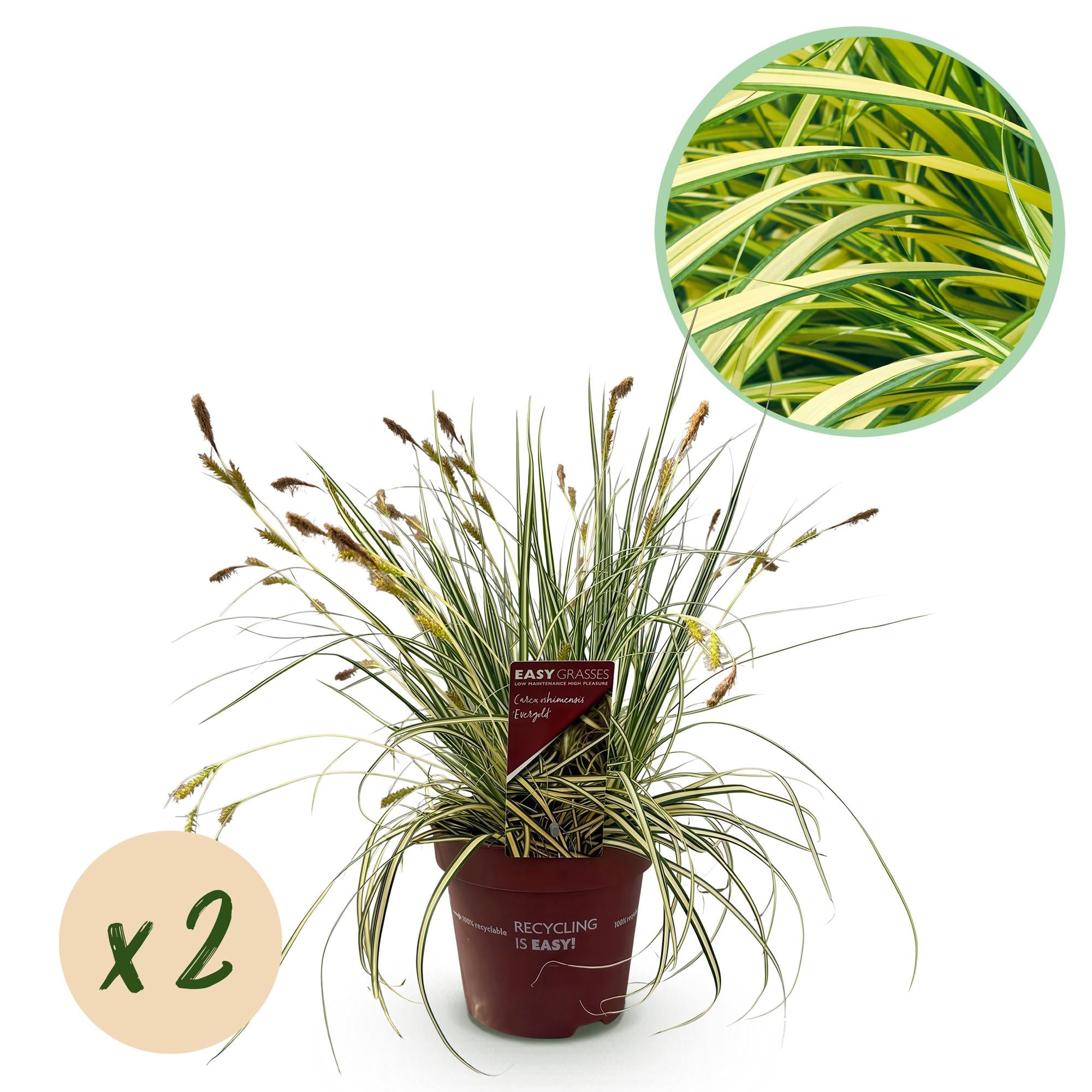 Green boutiQ - Siergrassen - Carex oshimensis Evergold - Geel & Groen - 2 Planten - Bladhoudend - Weinig Onderhoud - Pot 17cm Hoogte 50cm