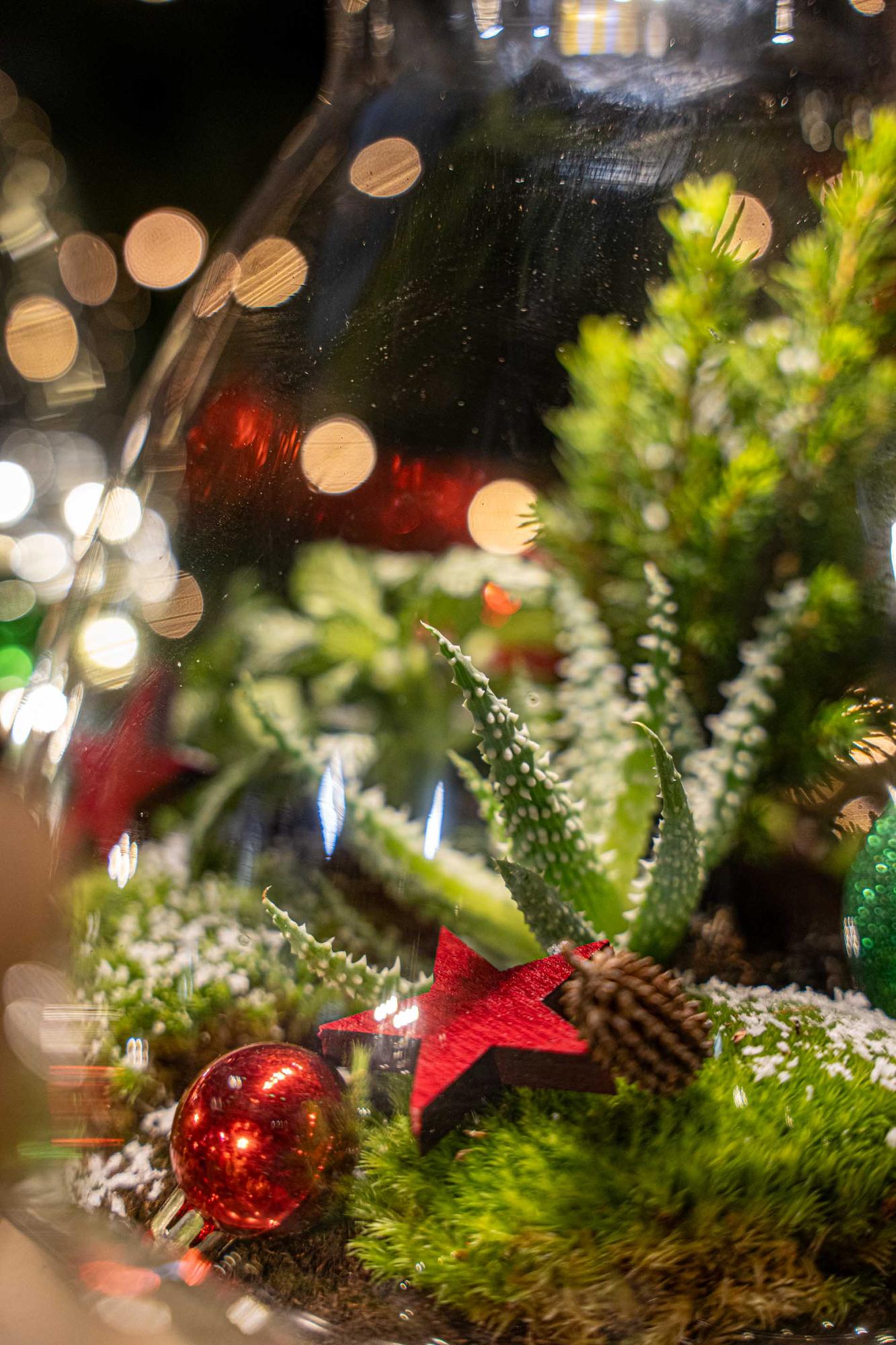 Frosty Kerstmis terrarium - Planten terrarium  DIY kit Christmas -  -  Ø 17 cm ↑ 25 cm