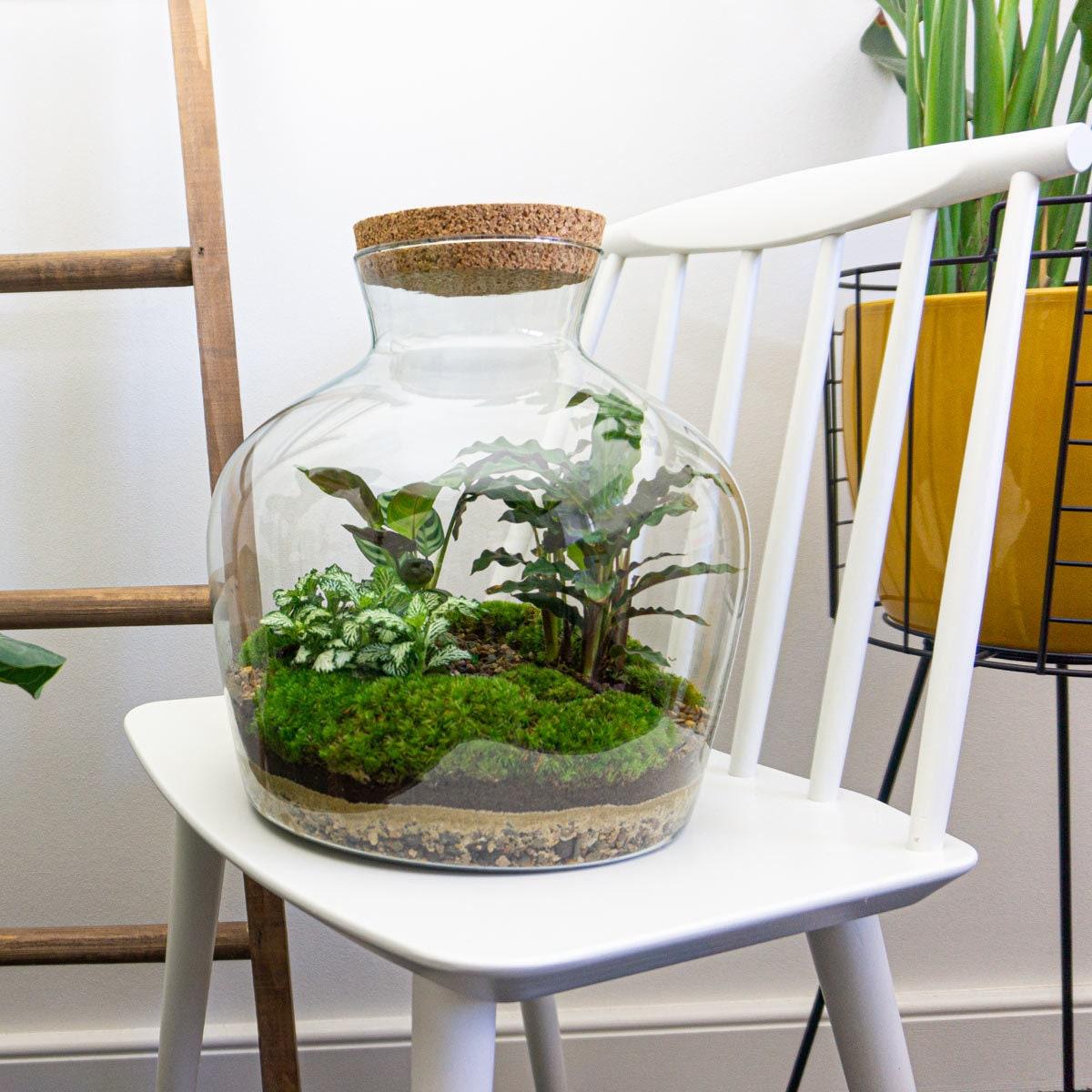 DIY Planten terrarium met licht -  Fat Joe - Ø 29 cm ↑ 30 cm - No tools