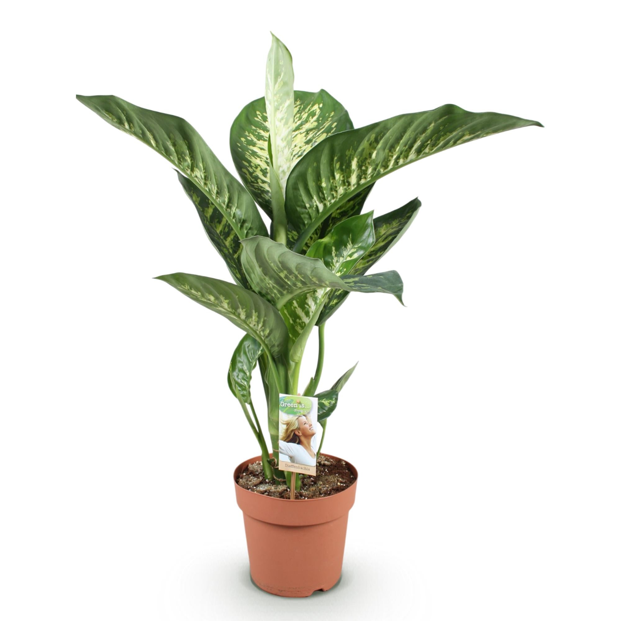 Green BoutiQ - Green is... Kamerplanten - Diefenbachia Tropic Snow - Dieffenbachia - Weinig onderhoud - Groen - 1 Plant - Pot 21cm - Hoogte 90-100cm