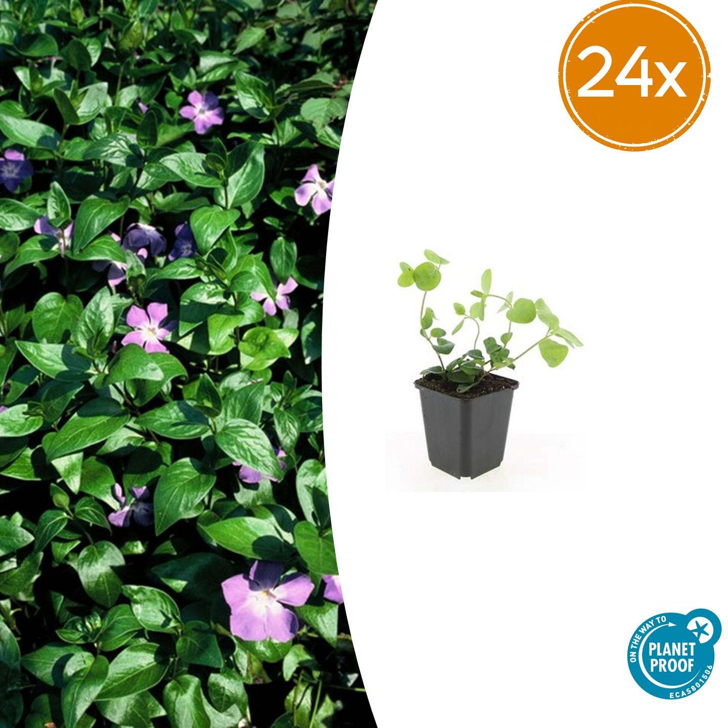 24x Vinca major - ↕10-25cm - Ø9cm