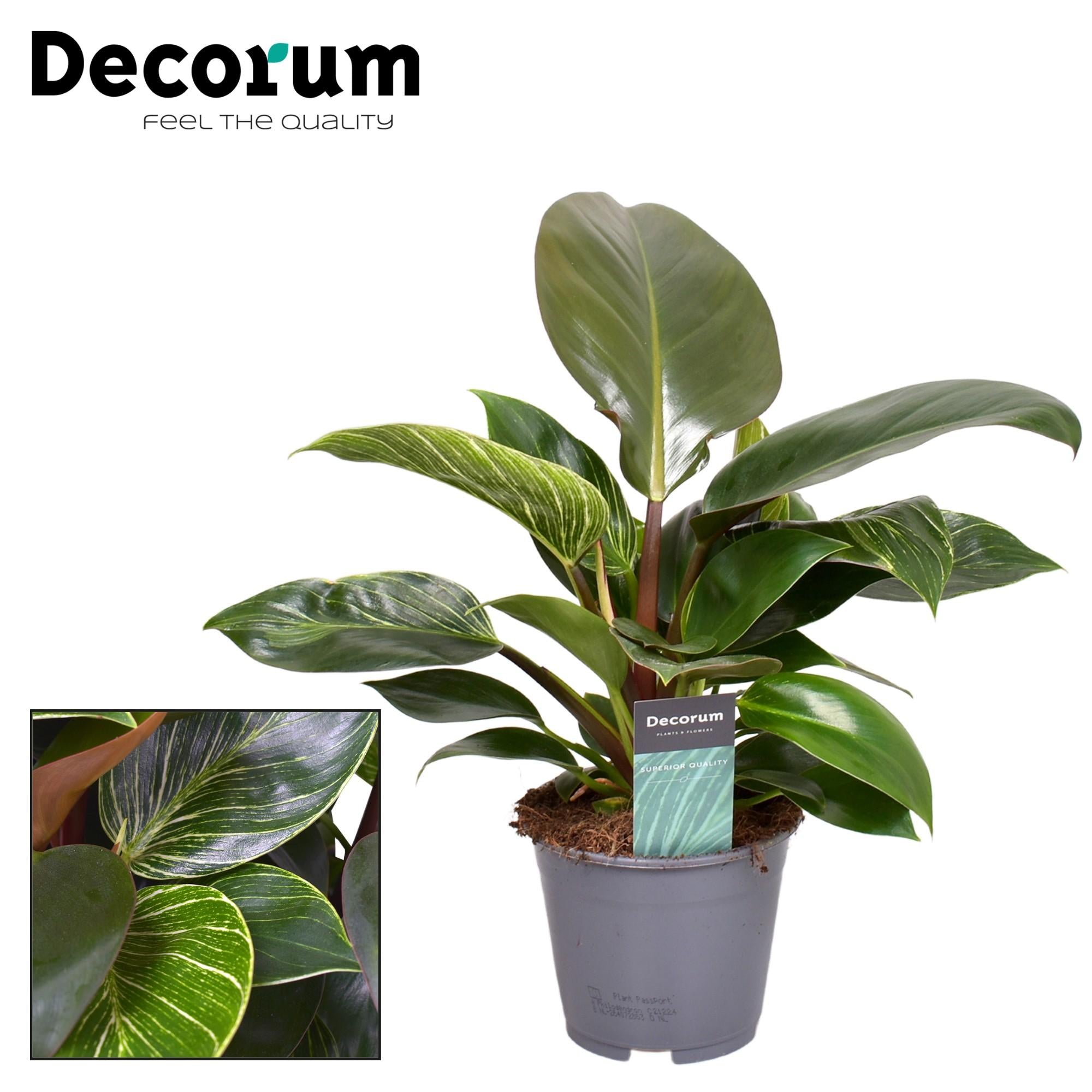 Philodendron Maximus (decorum) - Ø14cm - ↕30cm