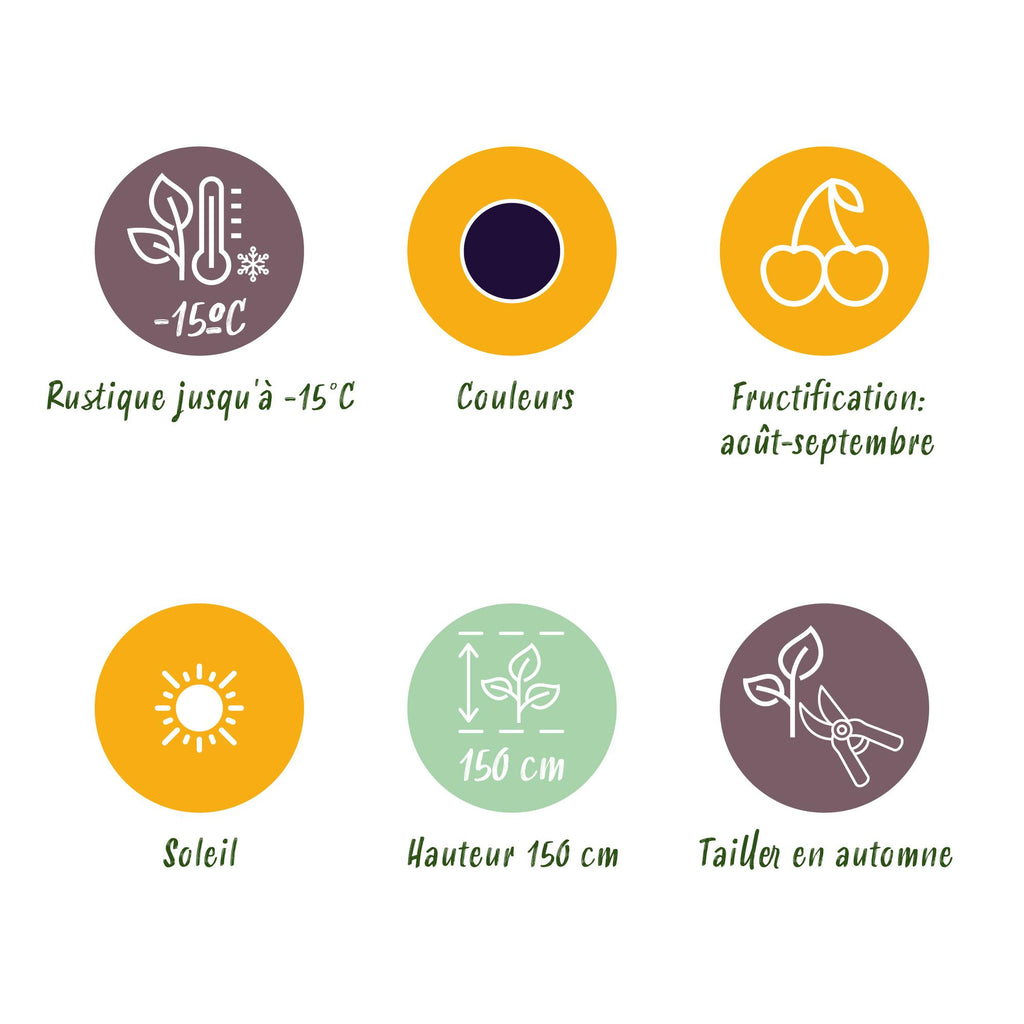 Green boutiQ - Fruitplanten - Braam - Rubus Black Satin - Winterhard - 6 Planten - Pot 9 cm - Zwarte Braam