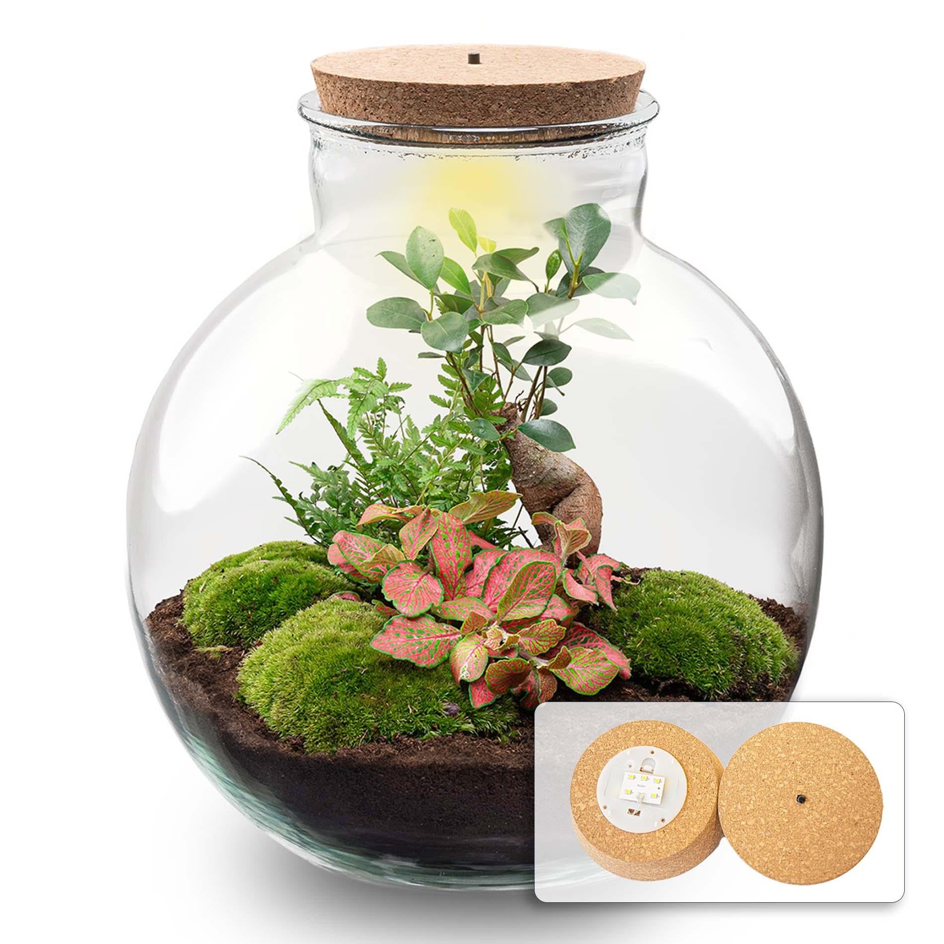 DIY Planten terrarium met licht - Bolder Bob Bonsai - Ø 31 cm ↑ 30 cm