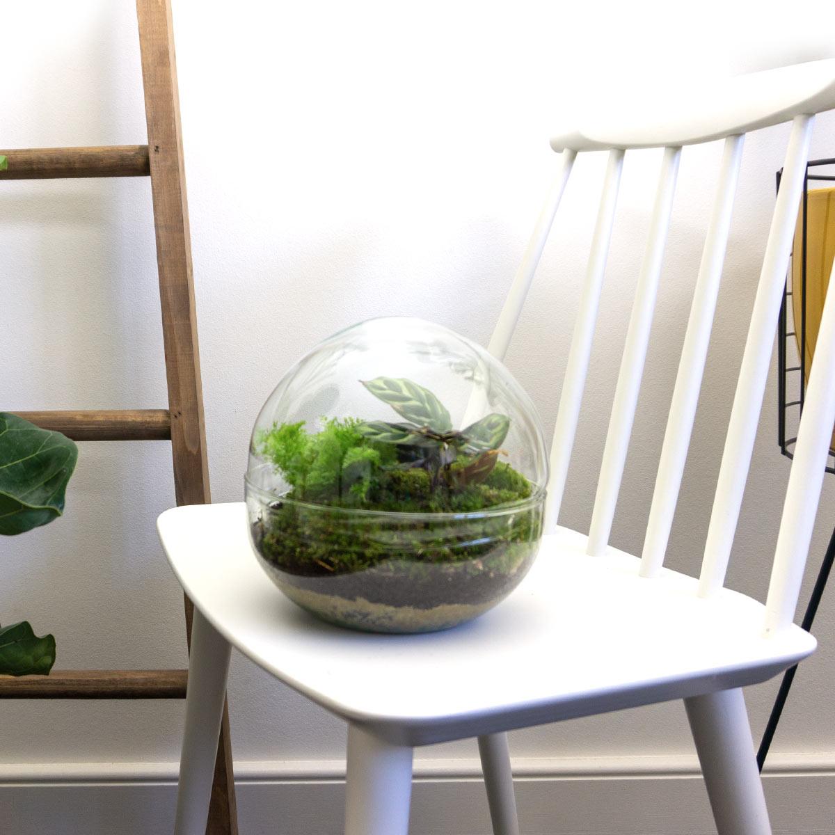 DIY Planten terrarium tweedelig bolglas - Dome - Ø 20 cm ↑ 20 cm - Rake + Shovel + Tweezer + Scissors