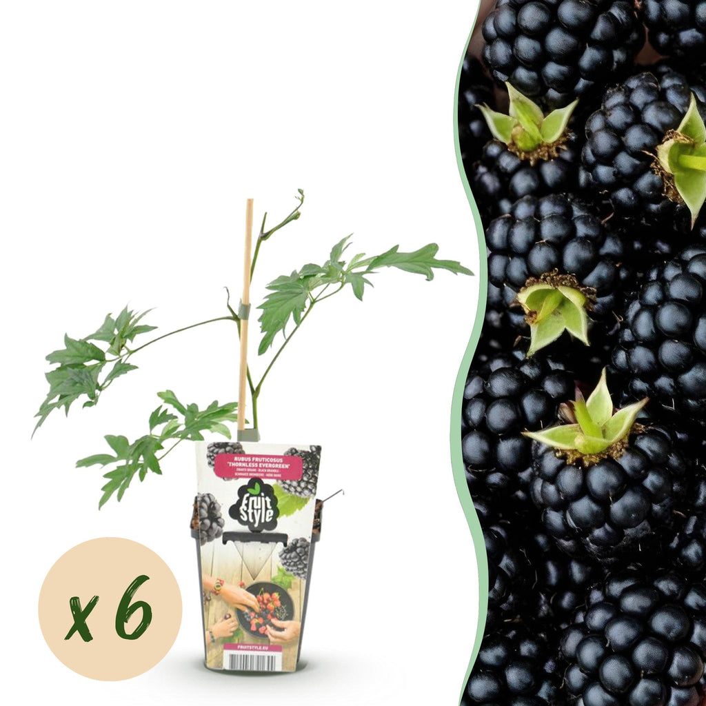 Green boutiQ - Fruitplanten - Groenblijvende Braam - Rubus Thornless Evergreen - Winterhard - 6 Planten - Pot 9 cm - Zwarte Braam
