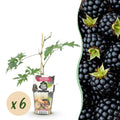 Green boutiQ - Fruitplanten - Groenblijvende Braam - Rubus Thornless Evergreen - Winterhard - 6 Planten - Pot 9 cm - Zwarte Braam