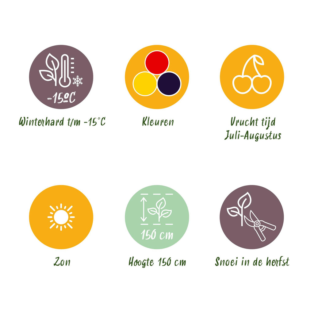 Green boutiQ - Fruitplanten - Tricolour - Rode Bes - Gele Framboos - Zwarte Braam  - Winterhard - 6 Planten - Pot  9cm