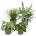 Green boutiQ - Kamerplant - Chlorophytum - Cyperus - Phlebodium - Marantha - Mix van 4 - Huisdiervriendelijke Planten - Groen - 4 Planten - met Potter Grijs - Pot 12cm - Hoogte 25cm