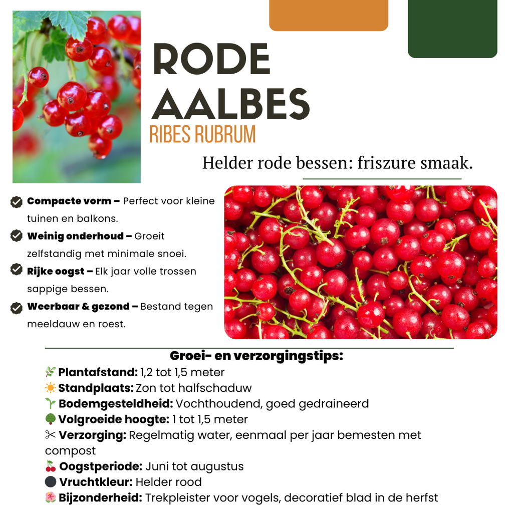 6 x Biologische Kruisbessenplanten - Ø 13 cm - ↨ 20 cm