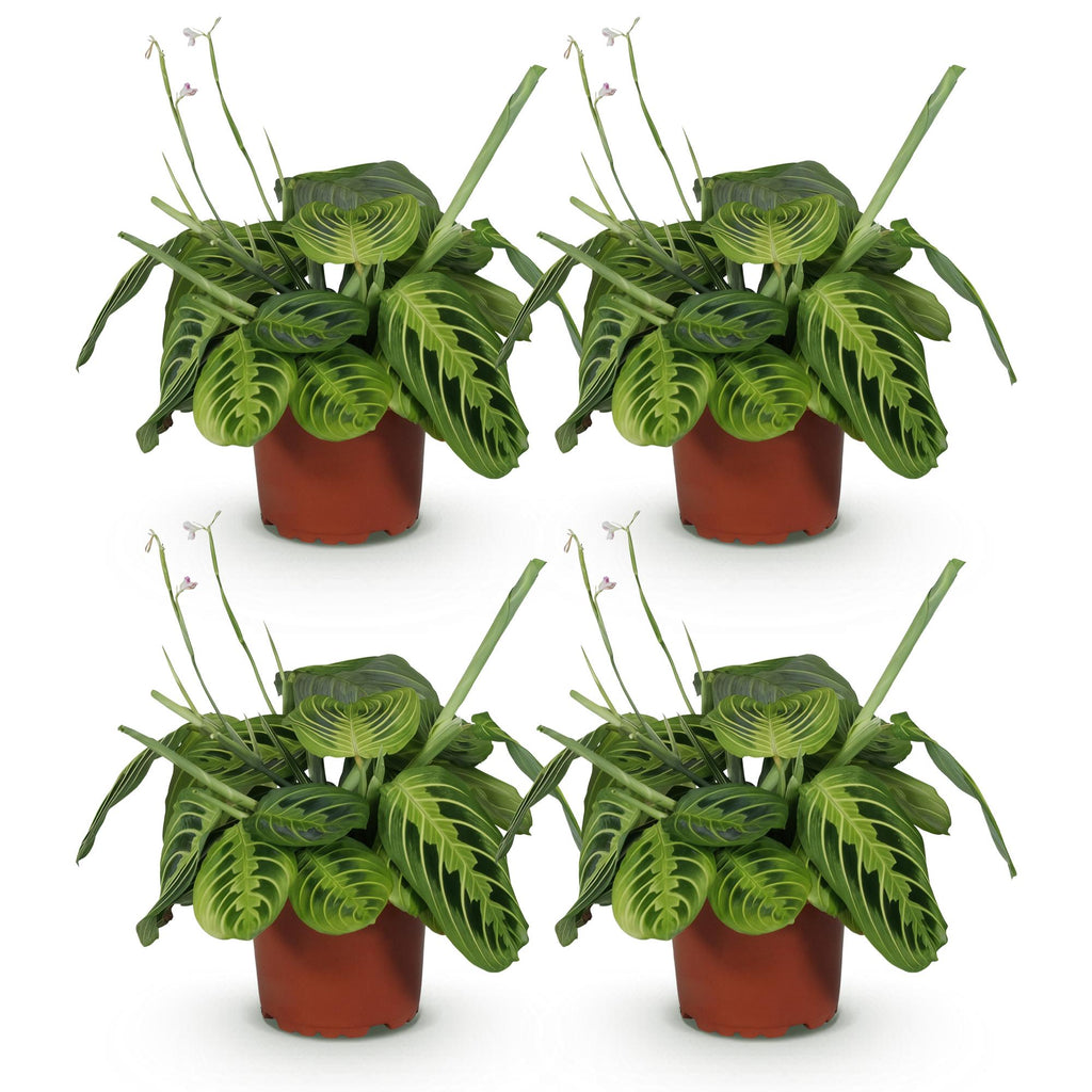 Green boutiQ - Kamerplant - Maranta Fascinator Lemon Lime - Gebedsplant - Huisdiervriendelijk - Groen - 4 Planten - Pot 12cm - Hoogte 30-35cm