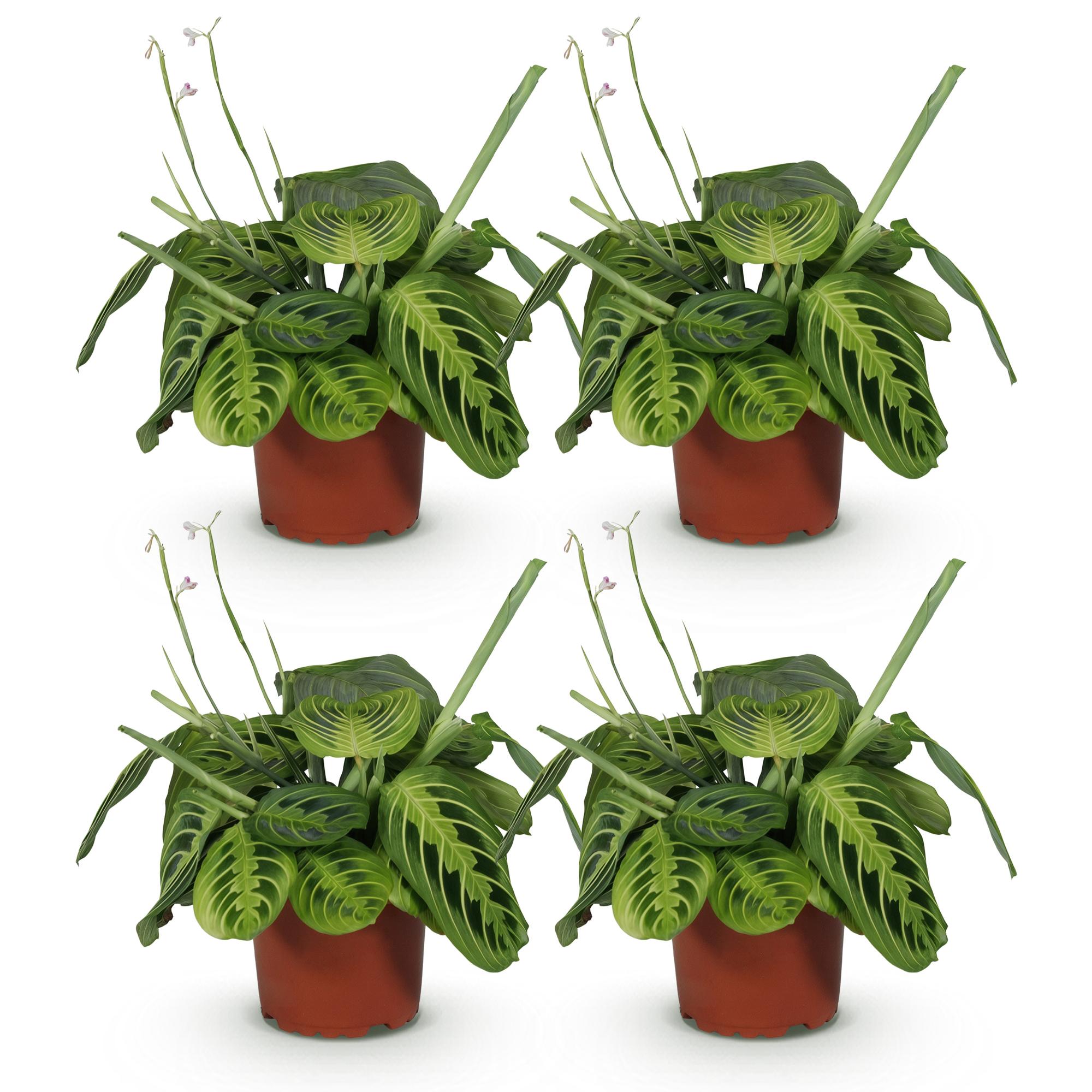 Green boutiQ - Kamerplant - Maranta Fascinator Lemon Lime - Gebedsplant - Huisdiervriendelijk - Groen - 4 Planten - Pot 12cm - Hoogte 30-35cm