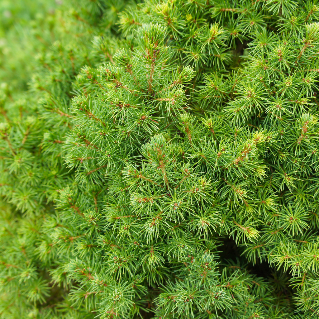 Picea glauca Perfecta - 15 cm Ø - 40 cm ↨