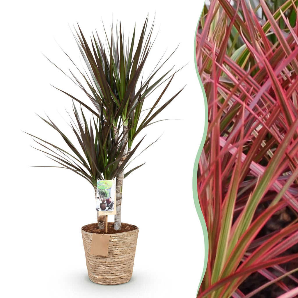 Green BoutiQ - Green is... Kamerplanten - Dracaena Magenta - Drakenbloedboom - Weinig onderhoud - met mand - Groen - 1 Plant - Pot 17cm - Hoogte 70-80cm