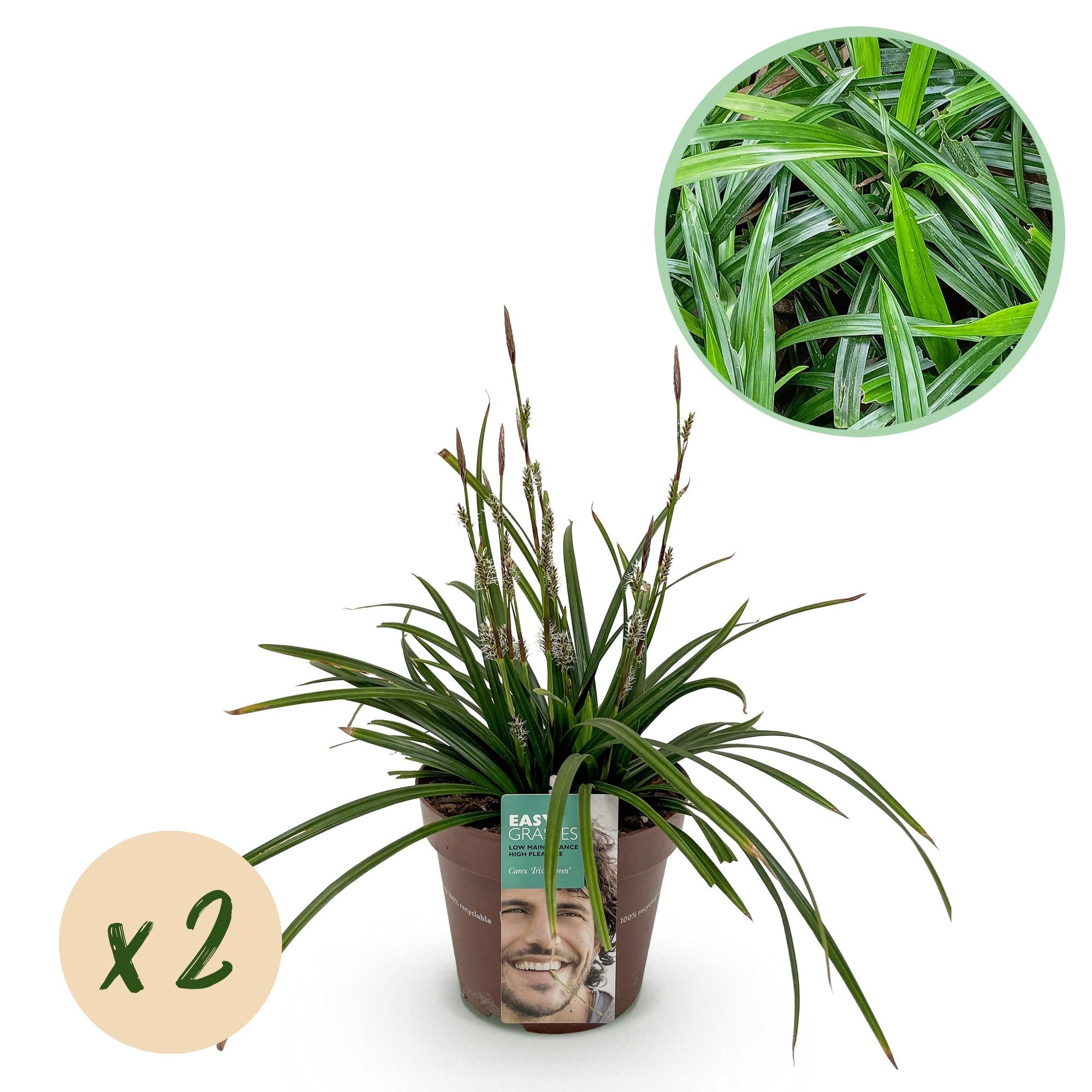 Green boutiQ - Siergrassen -  Carex morrowii Irish Green - Groen & Geel - 2 Planten - Bladhoudend - Weinig Onderhoud - Pot 17cm Hoogte 50cm