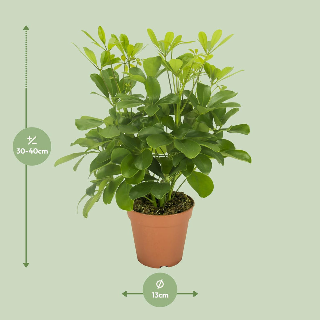 Schefflera Nora - Ø13cm - ↕35cm