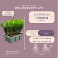 "Buxus NewGen Freedom 6-Pack – Winterharde Groenblijvende Struiken 6 x Ø7 cm - ↕15 cm | Compacte Buxus"