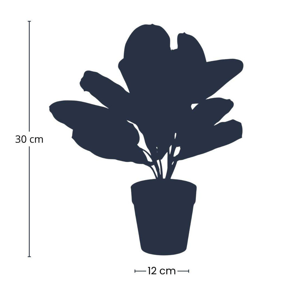 Maranta groen - 30cm - In zwarte pot - Kunstplant