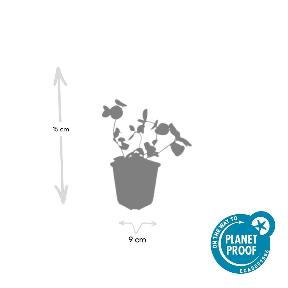 40x Vinca major - ↕10-25cm - Ø9cm