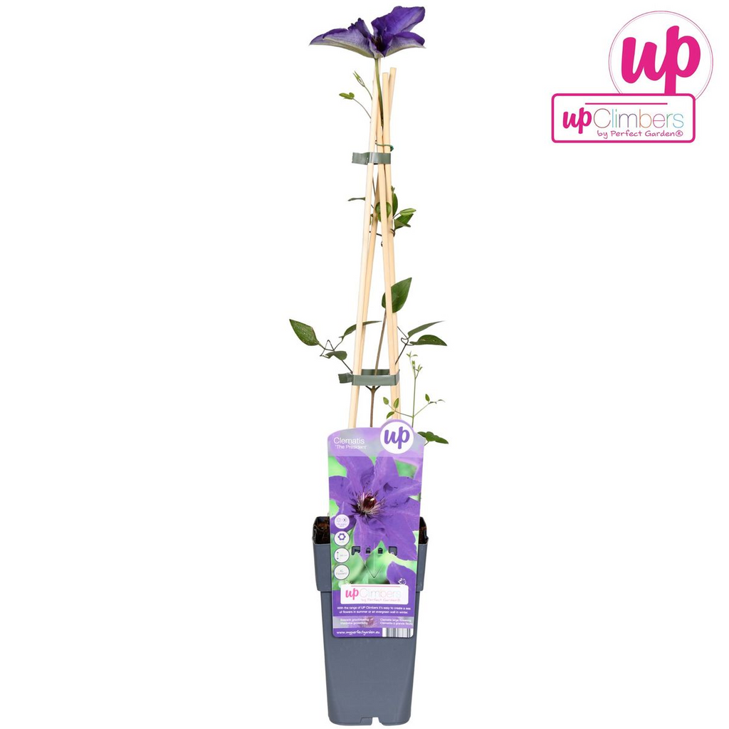 Clematis The President - Clematis Paars - Ø15cm - ↕65cm