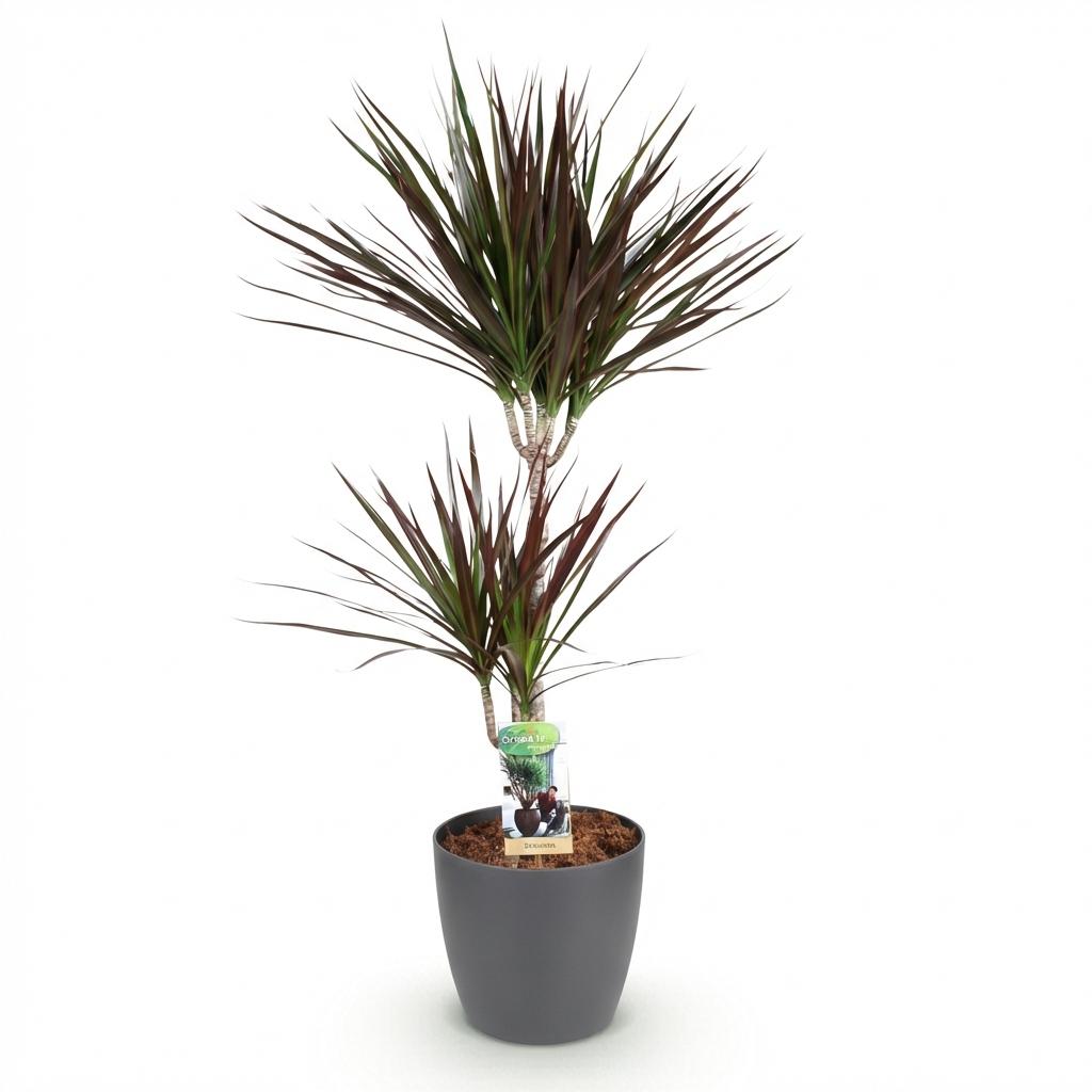 Green BoutiQ - Kamerplanten - Dracaena Magenta - Drakenbloedboom - Weinig onderhoud - Groen - 1 Plant - met Potter Grijs - Pot 21cm - Hoogte 90-100cm