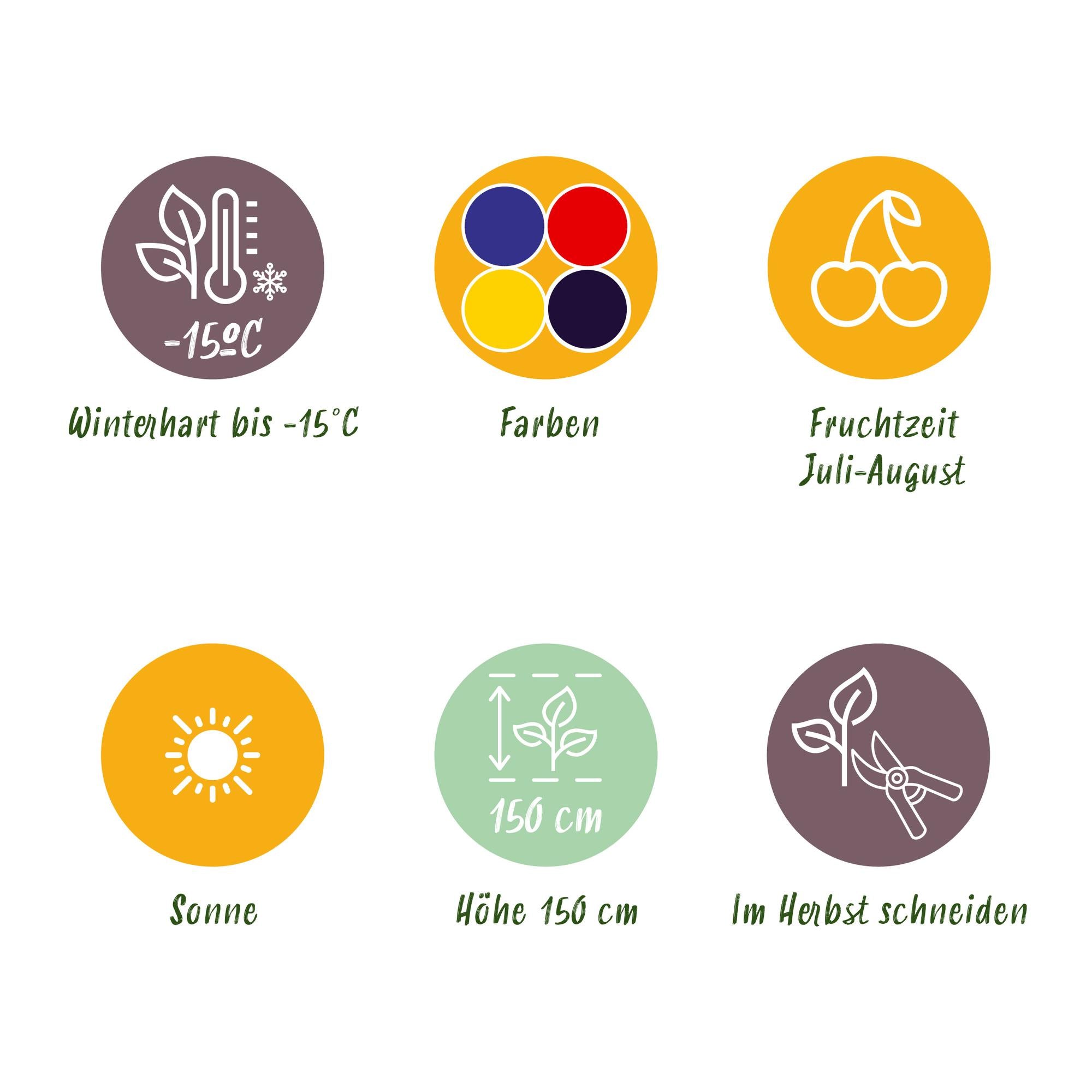 Green boutiQ - Fruitplanten - Rainbow - Rode Bes - Gele Framboos - Zwarte Braam - Blauwe Bes - Winterhard - 8 Planten - Pot  9cm