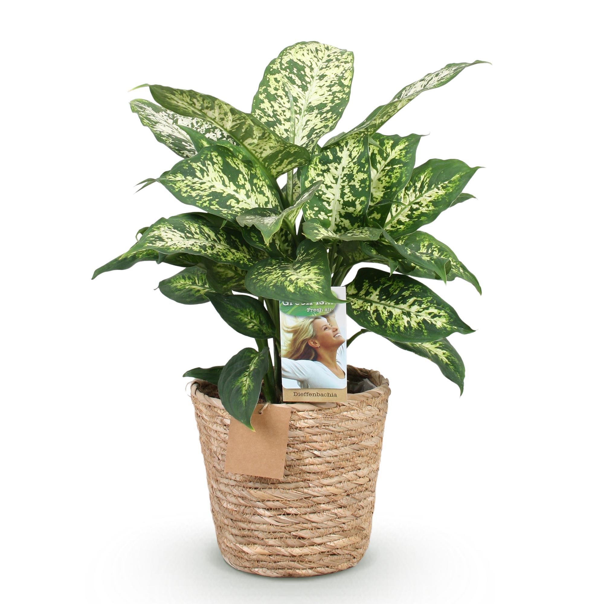 Green BoutiQ - Green is... Kamerplanten - Diefenbachia Compacta - Dieffenbachia - Weinig onderhoud - met mand - Groen - 1 Plant - Pot 17cm - Hoogte 45-50cm