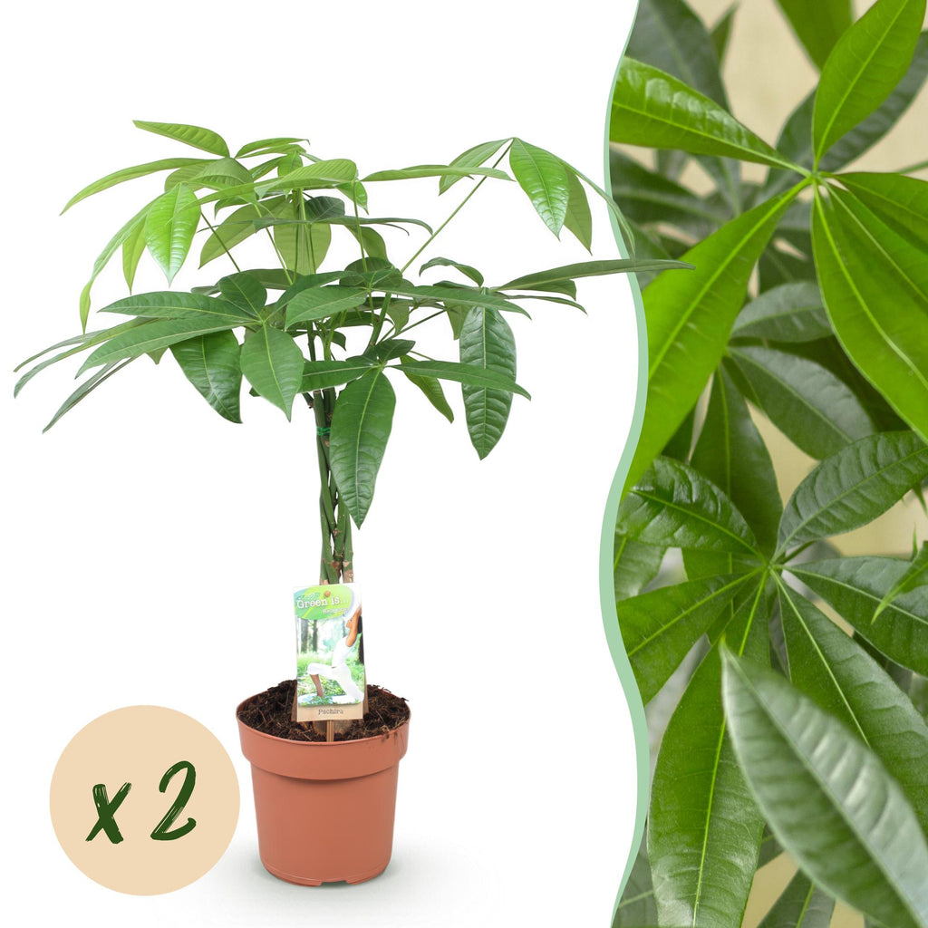 Green BoutiQ - Green is... Kamerplanten - Pachira Aquatica gevlochten stam - Geldboom - Weinig onderhoud - Groen - 2 Planten - Pot 17cm - Hoogte 60-70cm