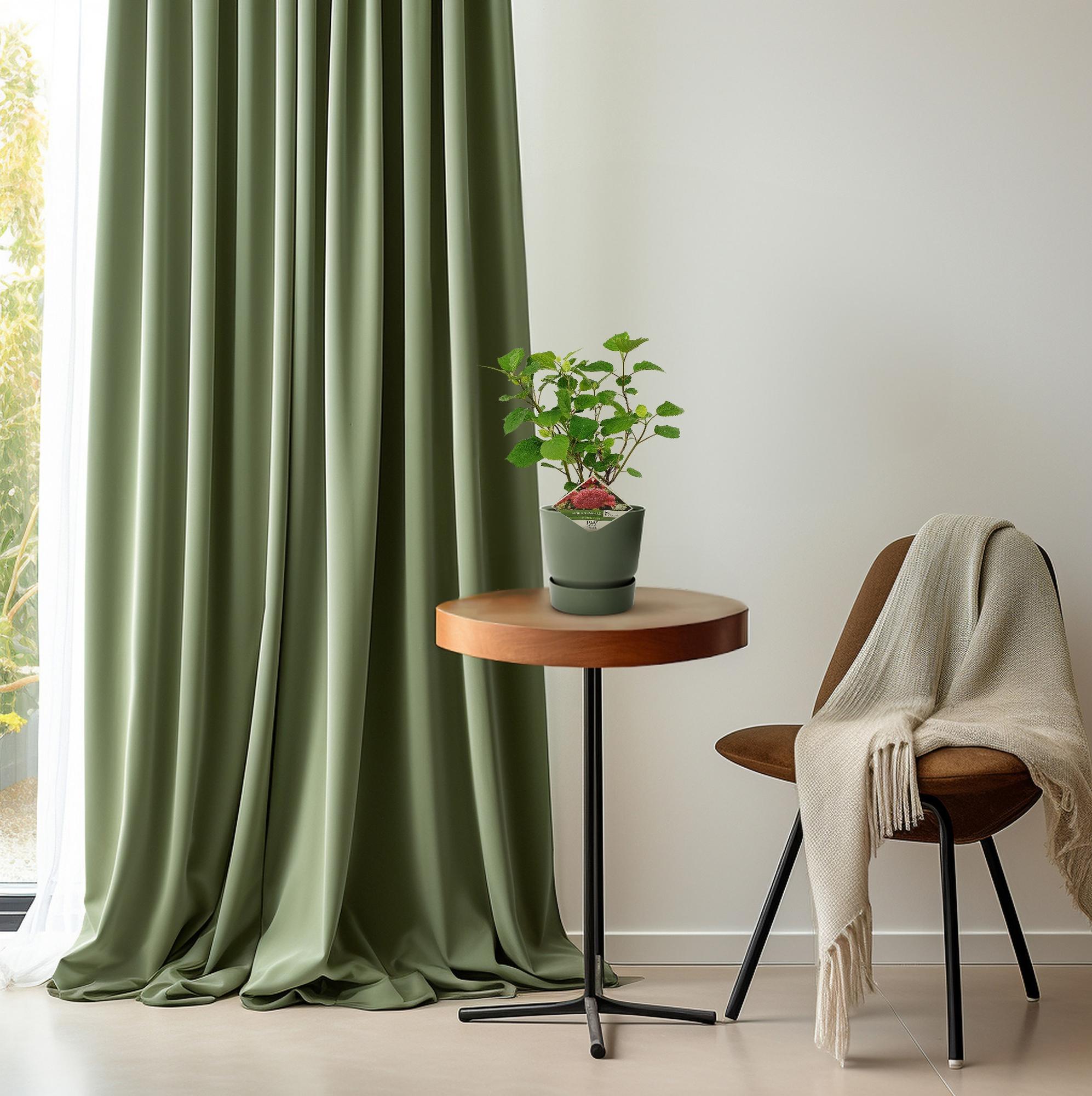 Hydrangea arbo. 'Pink Annabelle' - Ø19cm - ↕30cm