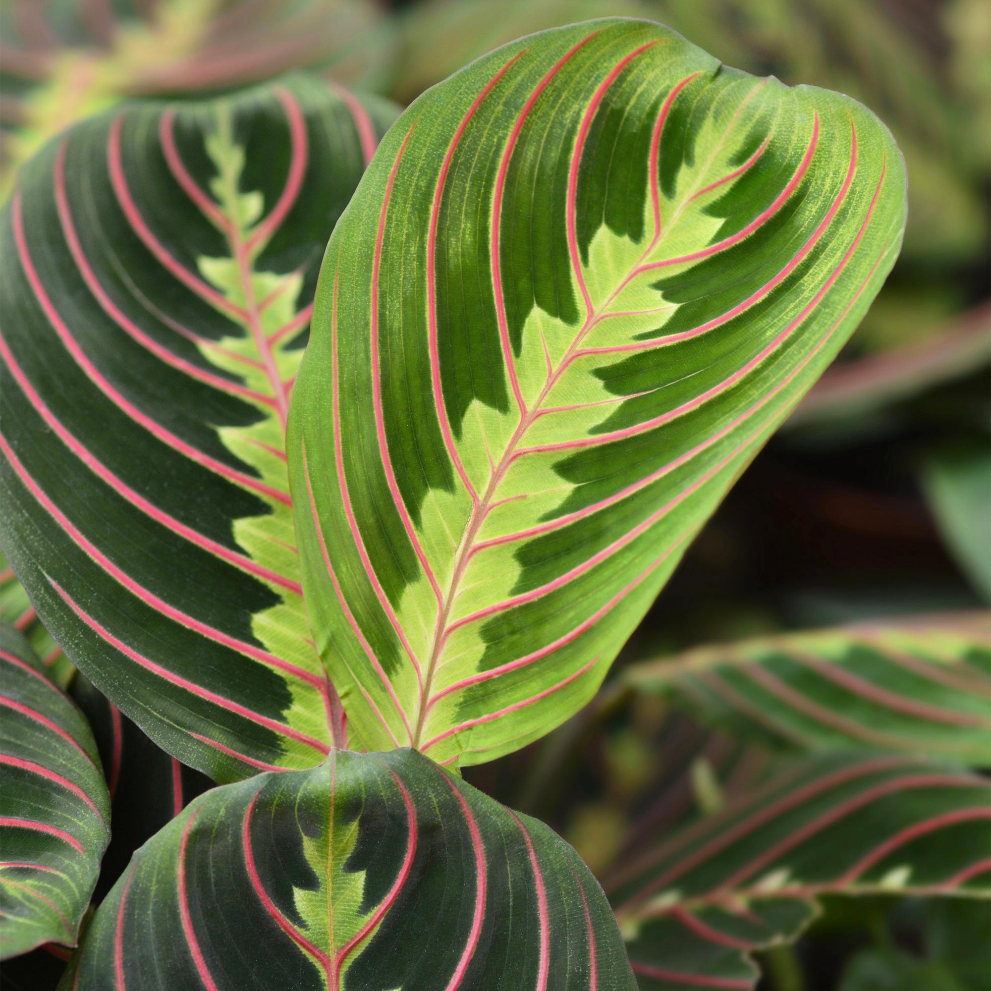 Green boutiQ - Kamerplant - Maranta Fascinator Tricolour - Gebedsplant - Huisdiervriendelijk - Groen - 4 Planten - Pot 12cm - Hoogte 30-35cm