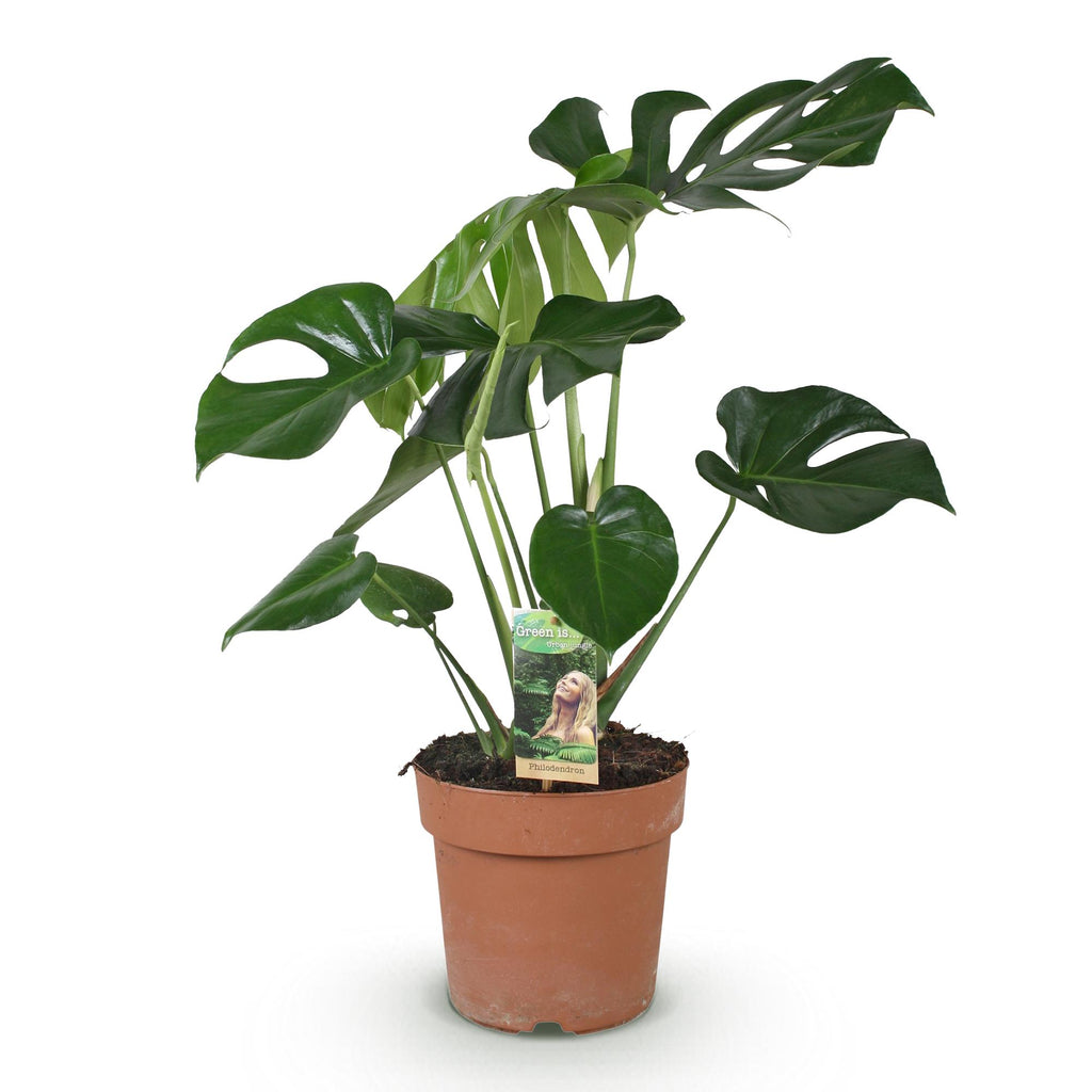 Green BoutiQ - Green is... Kamerplanten - Monstera Deliciosa - Gatenplant - Weinig onderhoud - Groen - 1 Plant - Pot 21cm - Hoogte 70-80cm