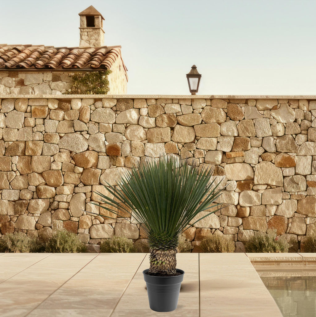 Yucca Rostrata - 140 - 160 cm - Ø50