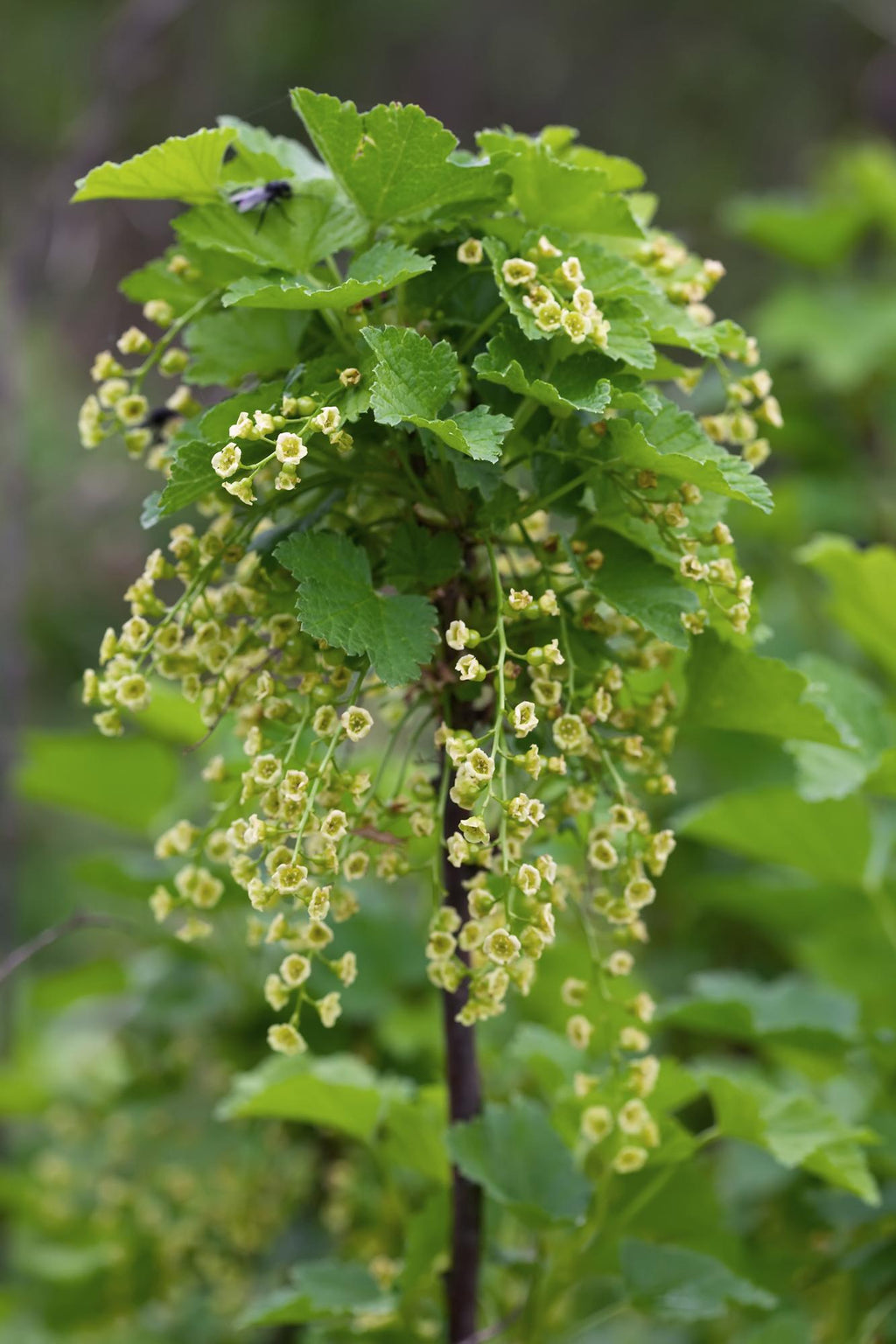 Ribes rubrum 'Jonkheer van Tets' - Aalbes - Ø13cm - ↕45cm