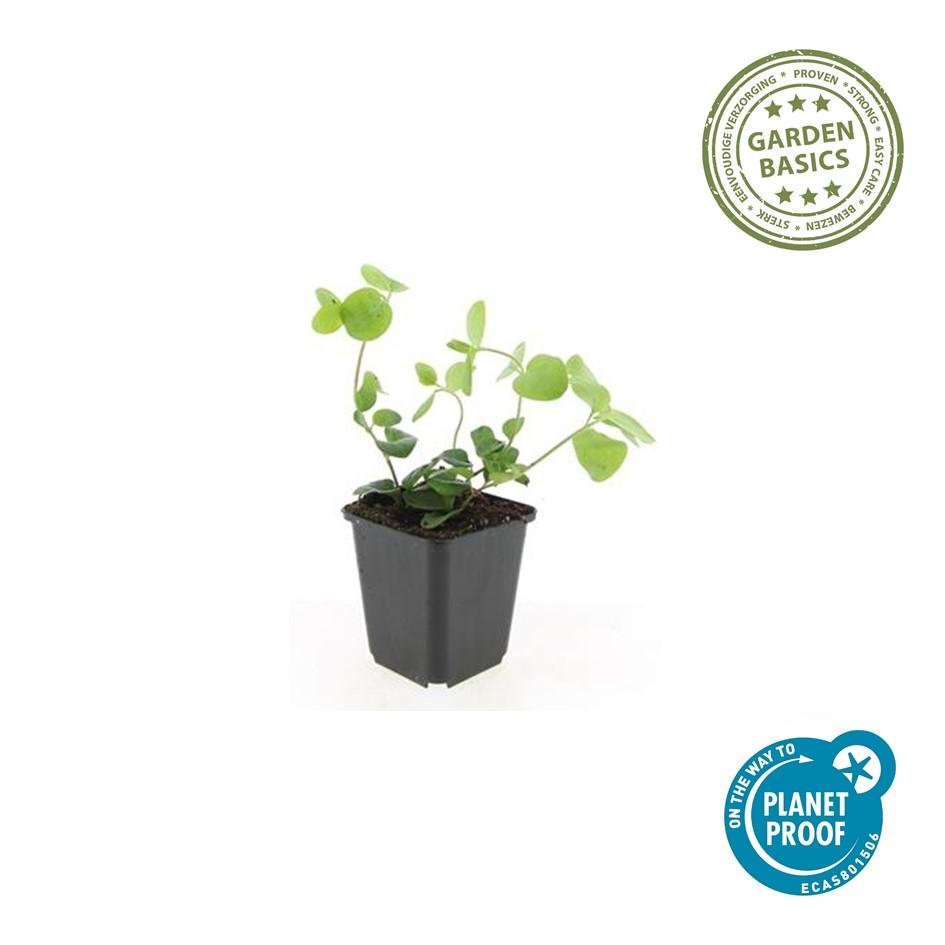 24x Vinca major - ↕10-25cm - Ø9cm