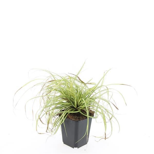 24x Carex oshim. 'Evergold'  - ↕10-25cm - Ø9cm