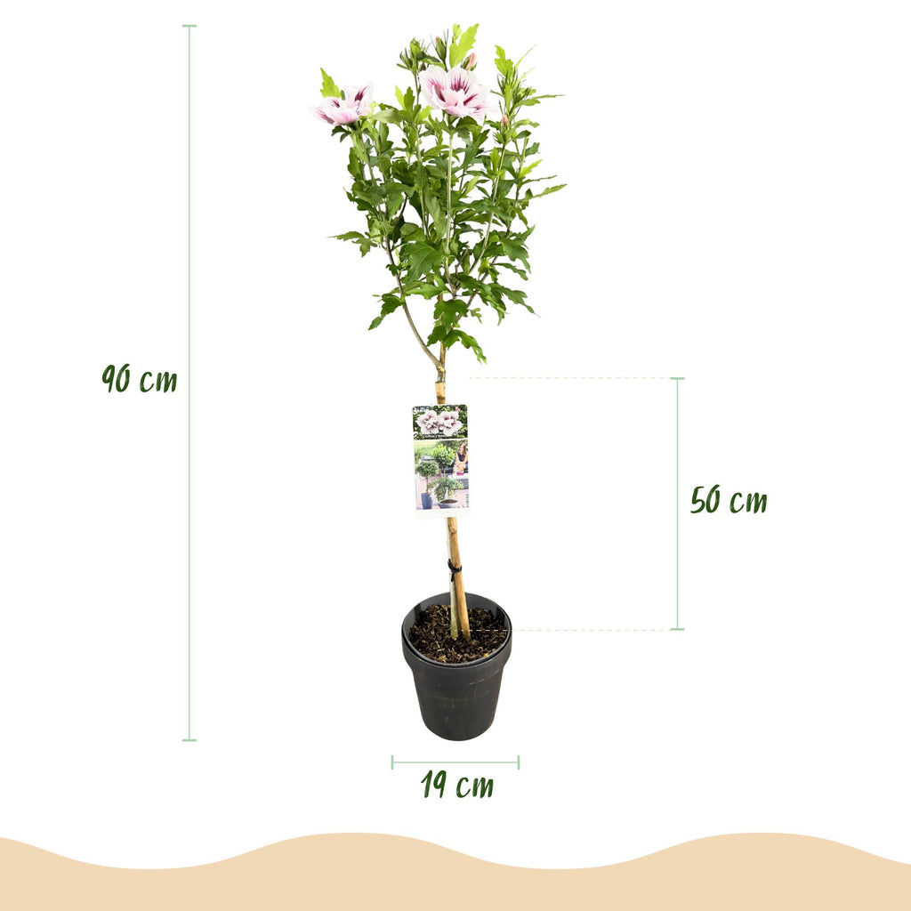 GreenboutiQ - Plante sur Tige - Hibiscus syriacus Starburst Chiffon® - Plante de Terrasse - Feuilles Caduques - Résistant à l'Hiver - Fleur Blanc-Rose - Pot 19cm Hauteur 90cm