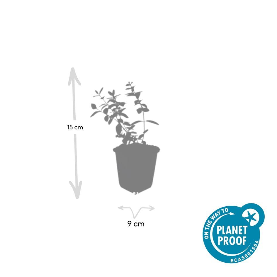 20x Hypericum dummeri 'Peter Dummer' - ↕10-25cm - Ø9cm